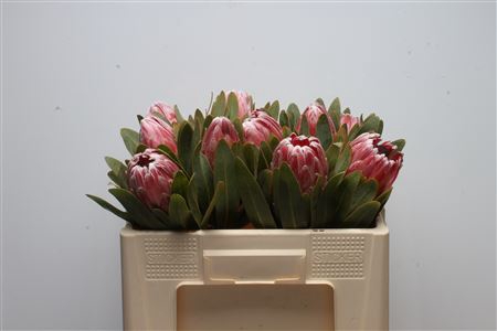 Protea Pink Lady