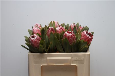 <h4>Protea Pink Lady</h4>