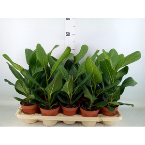 Ficus benghalensis 'Audrey'