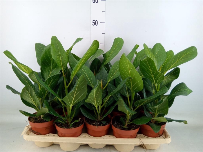 <h4>Ficus benghalensis 'Audrey'</h4>