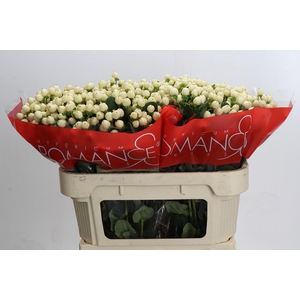 Hypericum Cool Romance