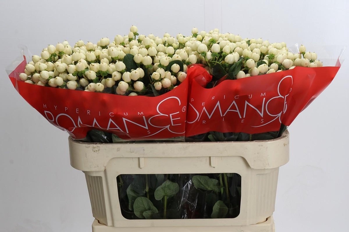 Hypericum Cool Romance