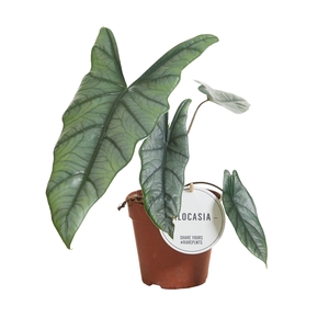 Alocasia Heterophylla