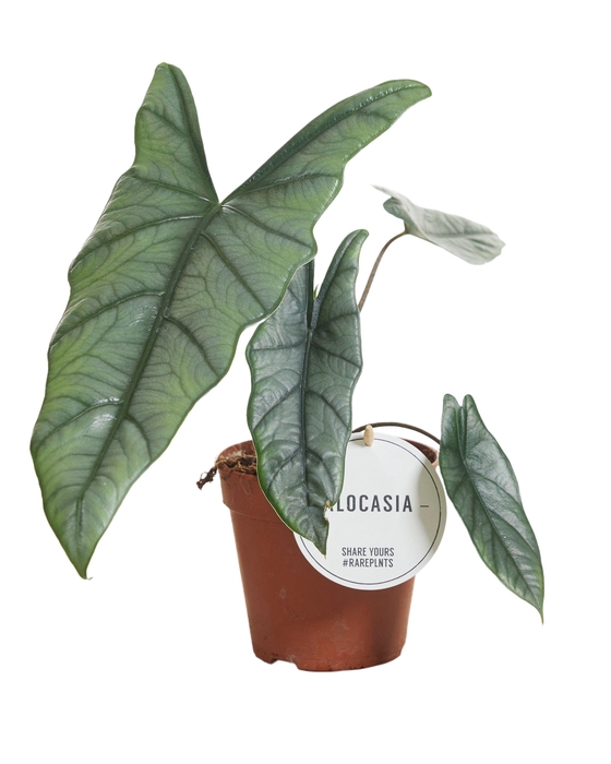 <h4>Alocasia Heterophylla</h4>