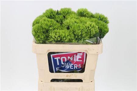 <h4>Di Barb Kiwi Mellow</h4>