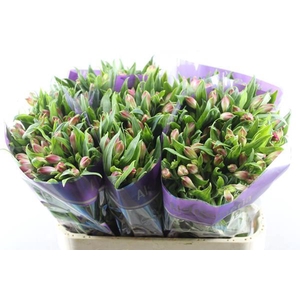 Alstr Bubblicious (d.rose)xx