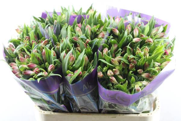 <h4>Alstr Bubblicious (d.rose)xx</h4>