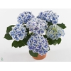 Hydrangea mac. 'Bavaria'