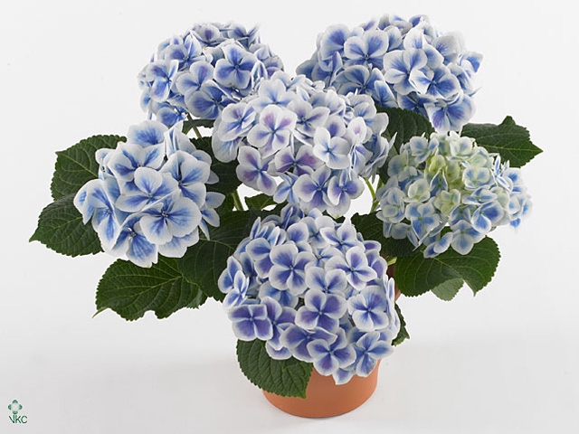 Hydrangea mac. 'Bavaria'