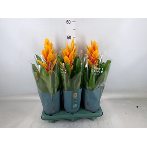 Vriesea  'Intenso Flame'