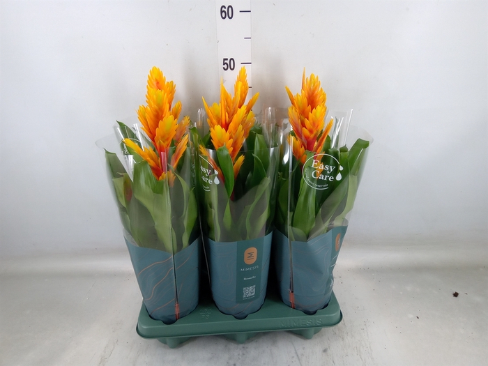 <h4>Vriesea  'Intenso Flame'</h4>