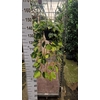Philodendron Brasil