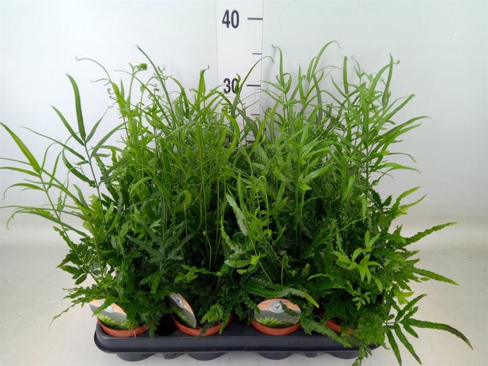 <h4>Pteris ensiformis</h4>