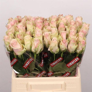R GR PINK ATHENA