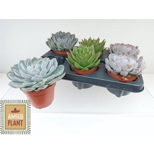 ECHEVERIA MIX P12