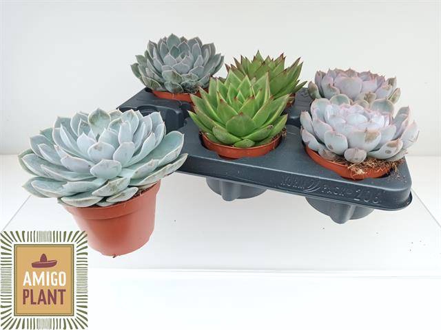 <h4>ECHEVERIA MIX P12</h4>
