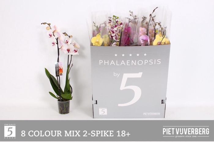 <h4>PHAL GEM 8 KL</h4>