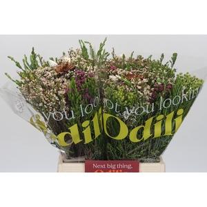 BQ Kaaps Groen Edelkeur