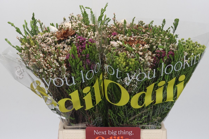 <h4>BQ Kaaps Groen Edelkeur</h4>