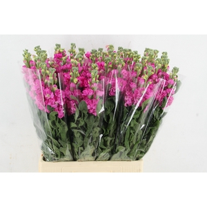 MATTHIOLA IRON HOTPINK