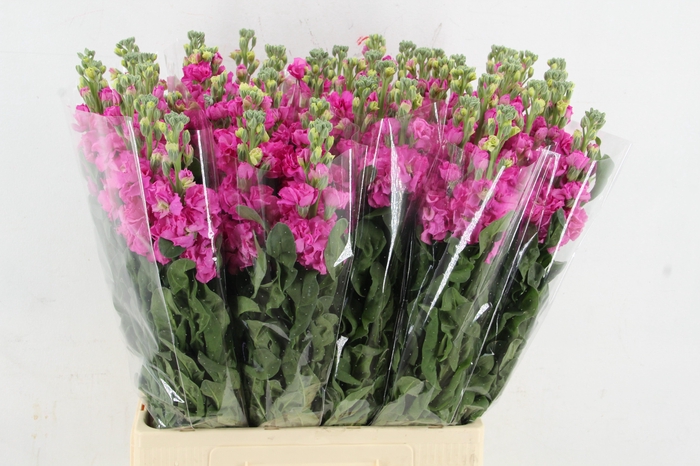 <h4>MATTHIOLA IRON HOTPINK</h4>