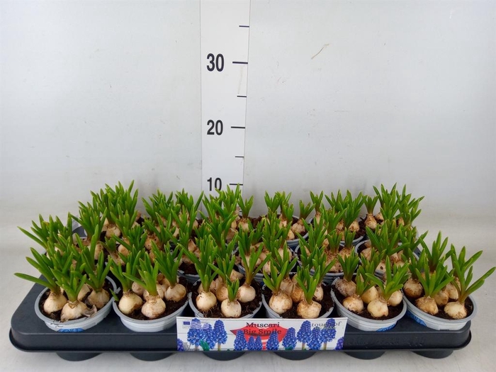 <h4>Muscari  'Big Smile'</h4>