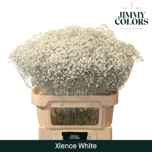 Gyps Xlence L80 White