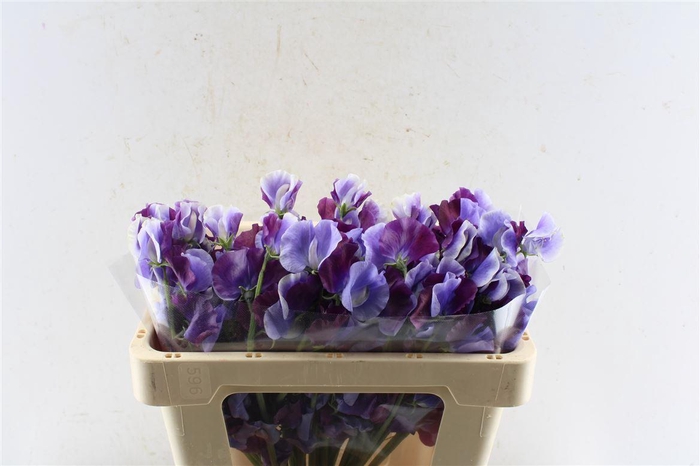 <h4>Lathyr Od Shikibu</h4>