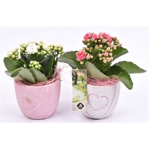 Cement pot met hart decor mix 10cm