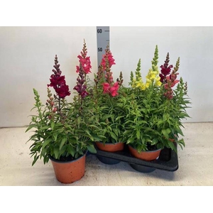 ANTIRRHINUM MIX P17