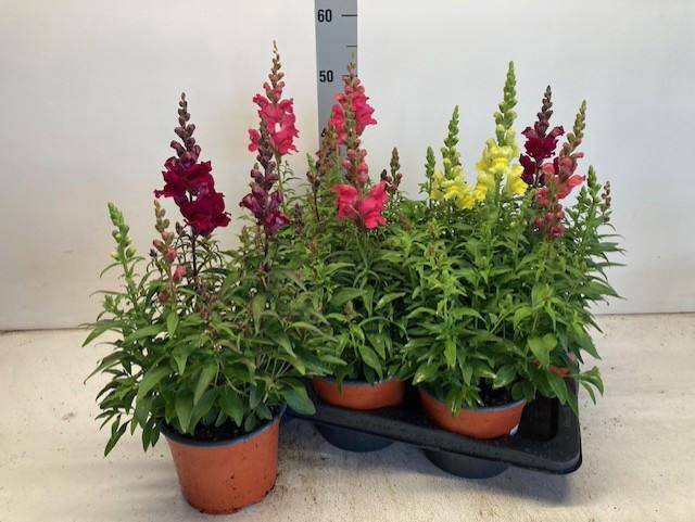 <h4>ANTIRRHINUM MIX P17</h4>