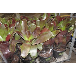 BROMELIA IMPERIAL P27 VERMELHO