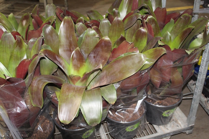 <h4>BROMELIA IMPERIAL P27 VERMELHO</h4>