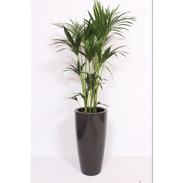 <h4>Howea Forsteriana in Santorini pot "antraciet"</h4>