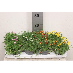 Delosperma cooperi Lido mélangé