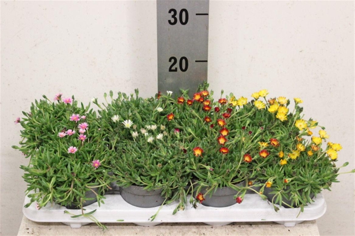 <h4>Delosperma cooperi Lido mélangé</h4>