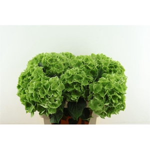 Hydr M Cl. Emerald Green 75-21