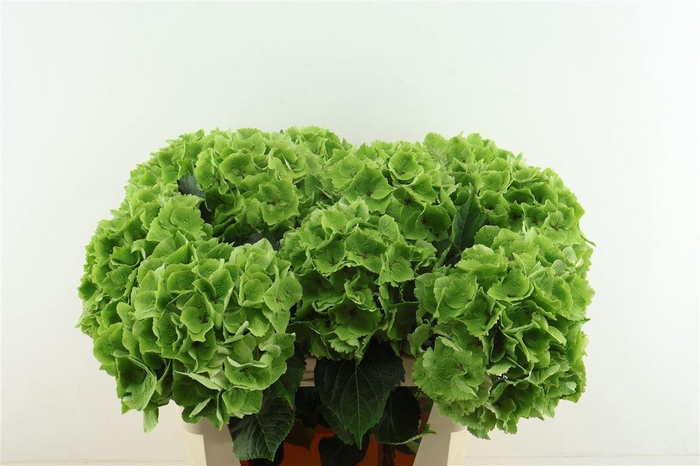 <h4>Hydr M Cl. Emerald Green 75-21</h4>