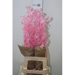 Lunaria Pink