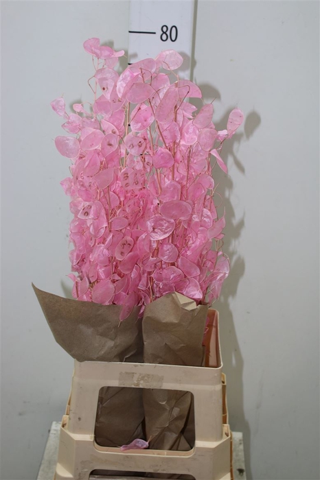<h4>Lunaria Pink</h4>