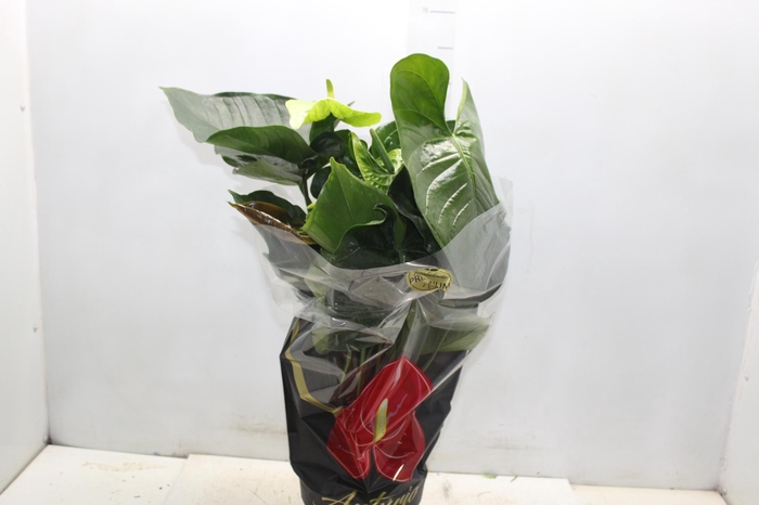 <h4>ANTH GREEN KING P17 PREMIUM</h4>