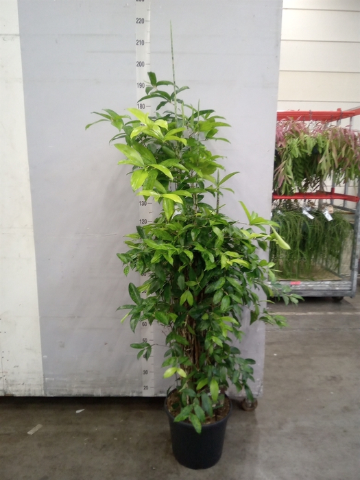 <h4>Dracaena surculosa</h4>