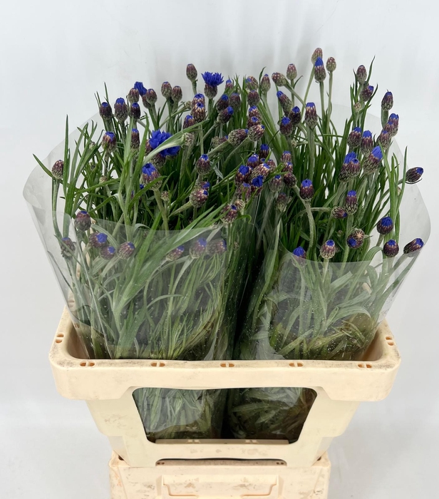 <h4>Centaurea Cyanus</h4>