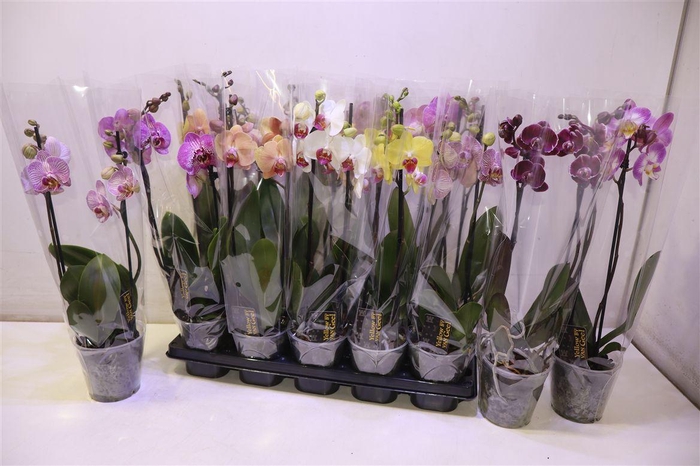 <h4>Phal Gem 5 Kl</h4>