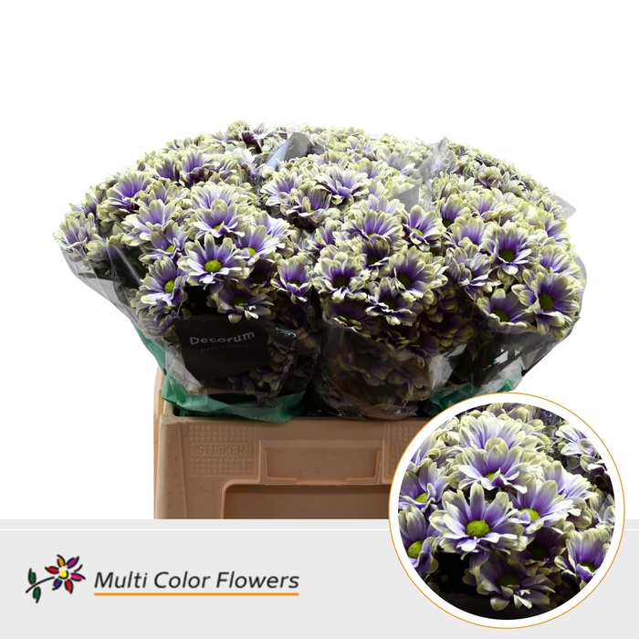 <h4>Chr T Kennedy Blue foot</h4>