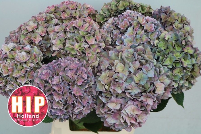 <h4>HYDR M CH RODEO CL</h4>