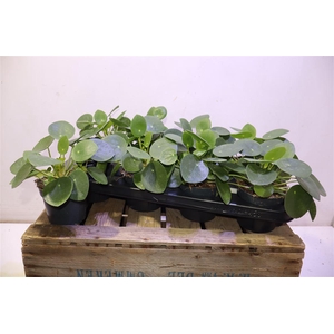 Pilea Peperomioides