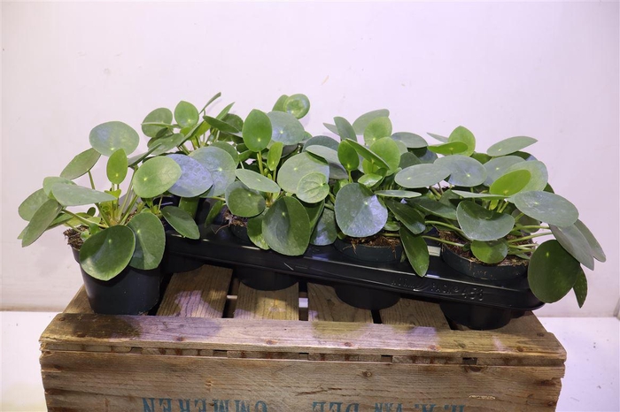 <h4>Pilea Peperomioides</h4>