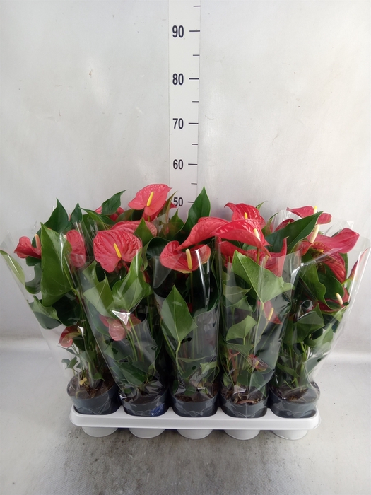 <h4>Anthurium andr. 'Karma Red'</h4>