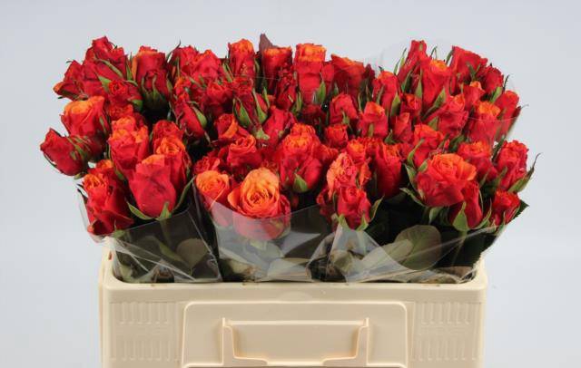 <h4>R GR ESPANA@</h4>